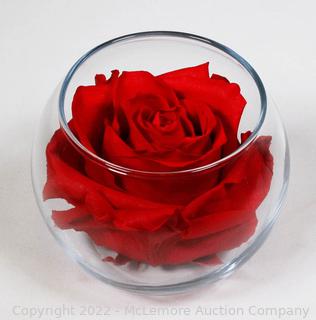 Perfected Rose, Large Long Life Real Flower in 4" Glass Bubble Vase, (Red)