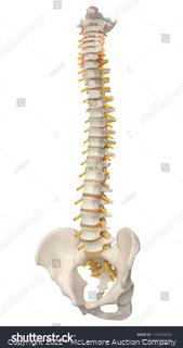 Skeletal human spine and vertebral column or intervertebral discs. Human Spine Anatomy.